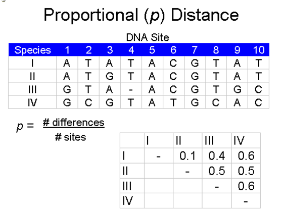 matrice de distances entre séquences alignées