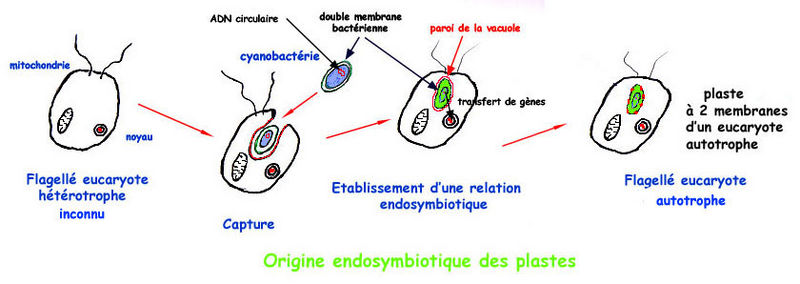 File:C2I Examen endosymbiose.jpg